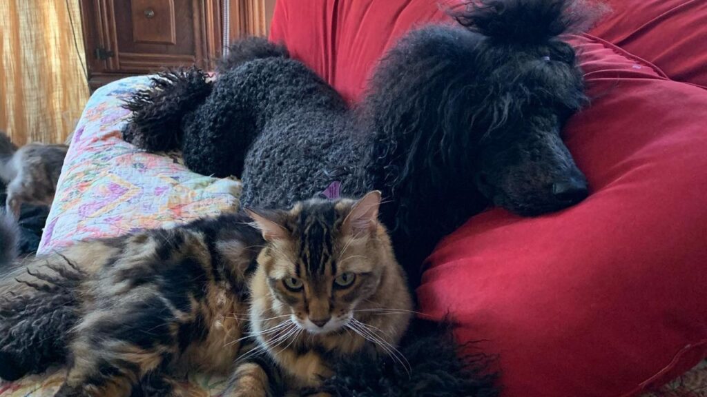 Poodles and Cats Can They Get Along