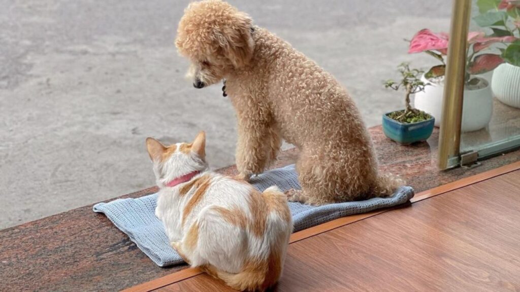 Poodles and Cats Can They Get Along