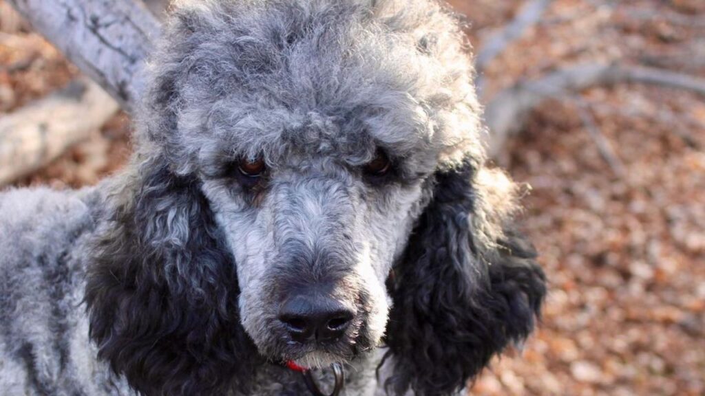 Sable Brindle Poodles