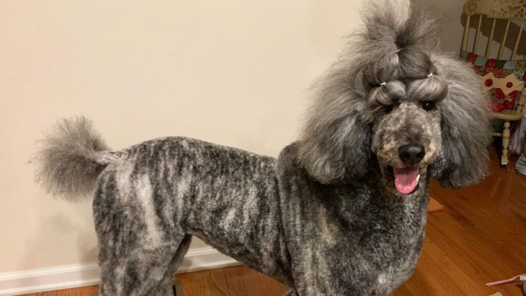 Sable Brindle Poodles