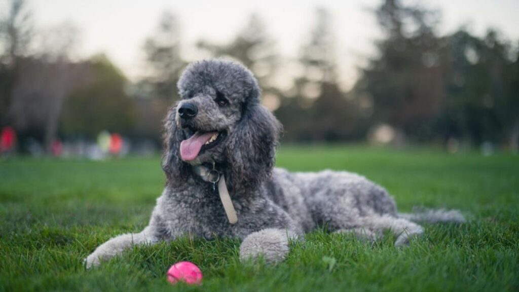 Sable Brindle Poodles