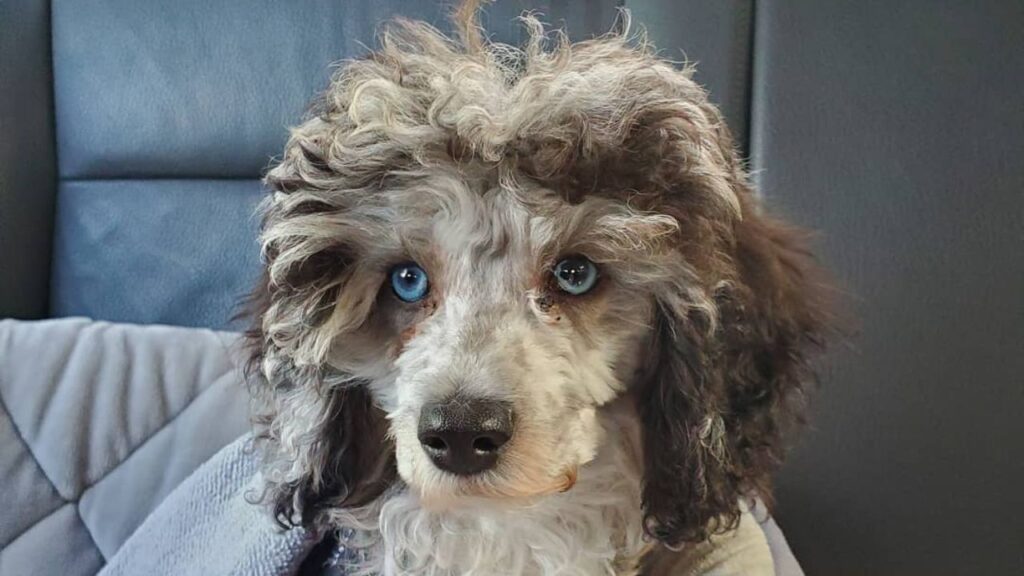 blue eyed poodle