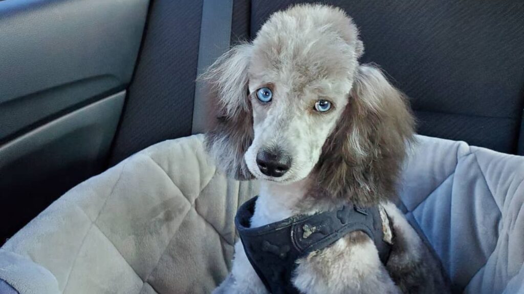 blue eyed poodle