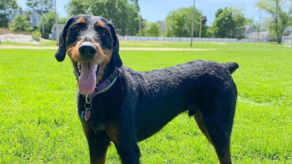 doberdoodle