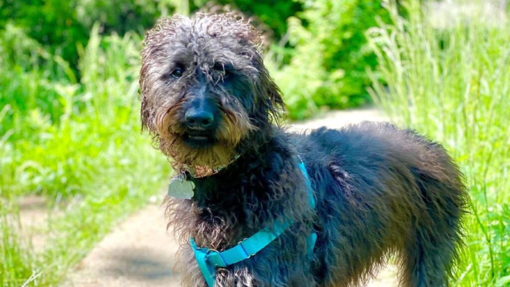 doberdoodle
