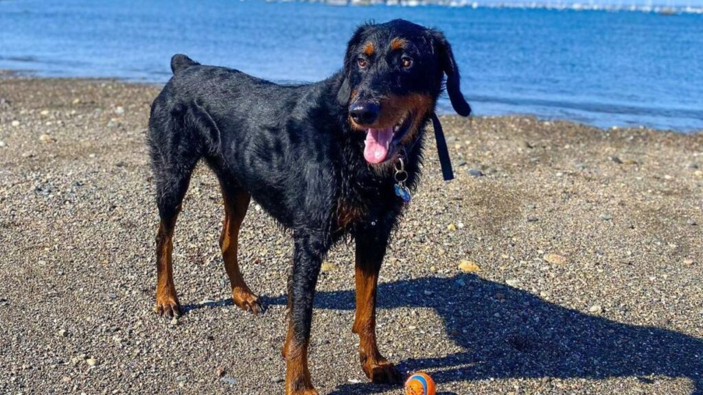doberdoodle