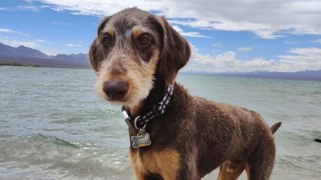 doberdoodle