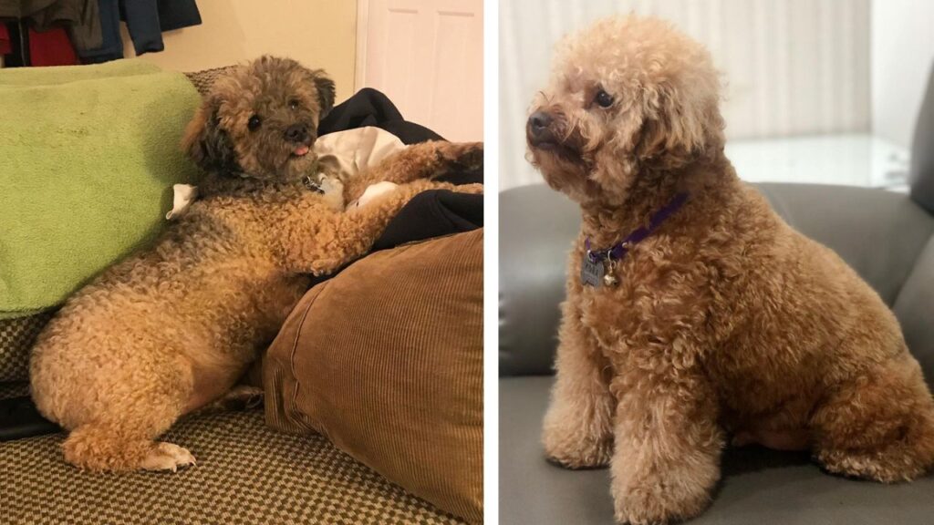 fat poodle
