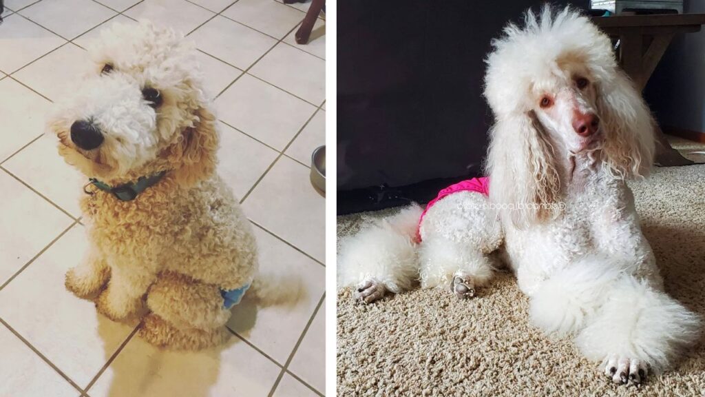 poodle in heat