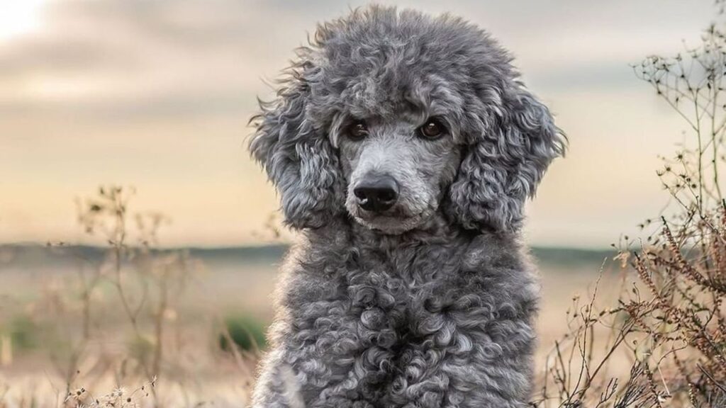silver poodle