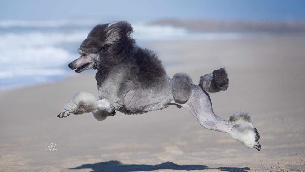 silver poodle