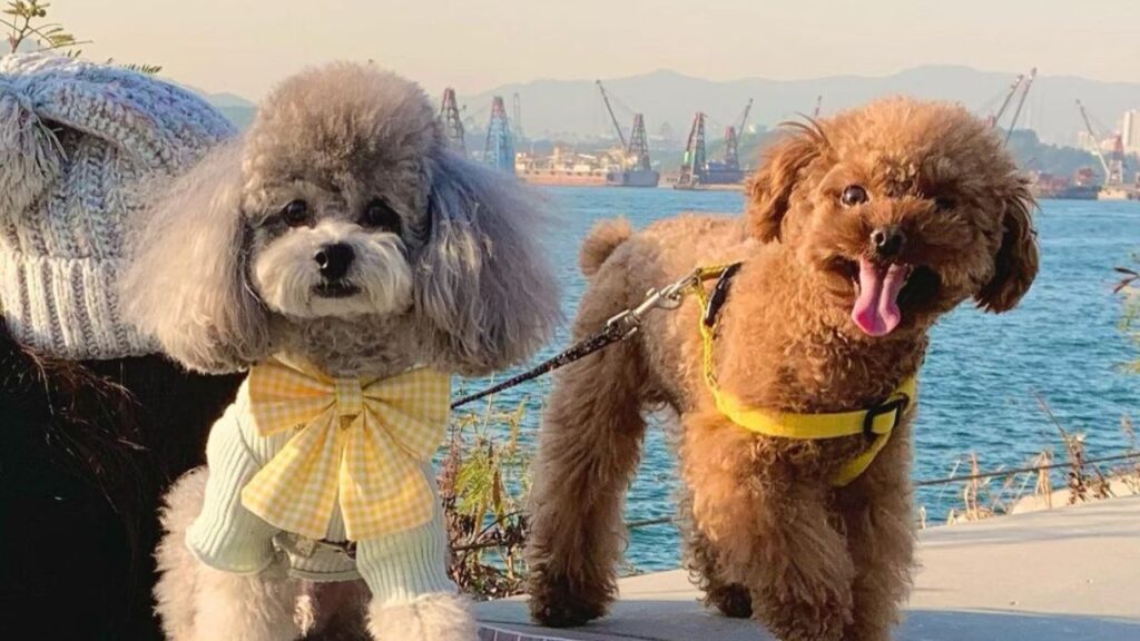 toy poodle