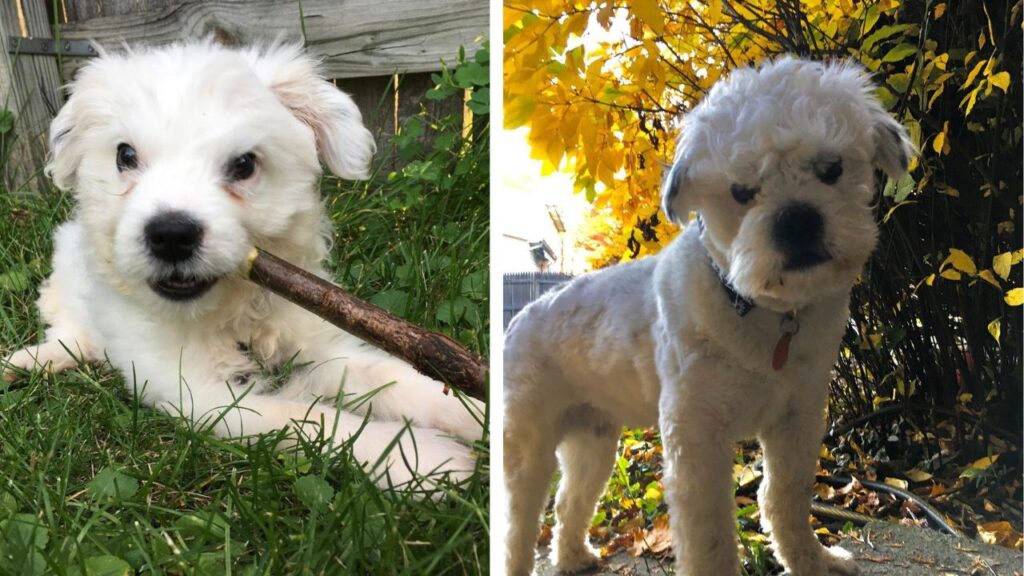 13 Facts About the Bossi Poo – Poodle & Boston Terrier Mix