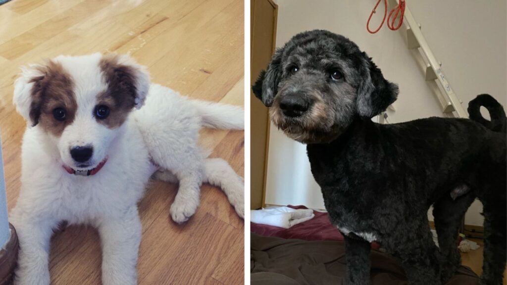 Akipoo – Akita Poodle Mix