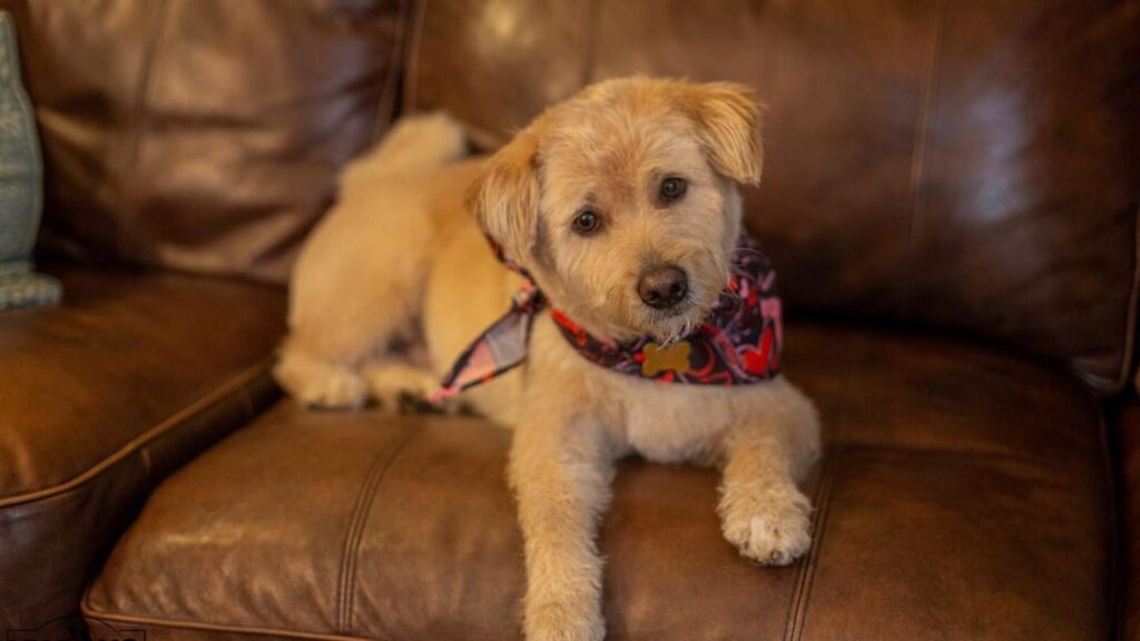 Akipoo – Akita Poodle Mix