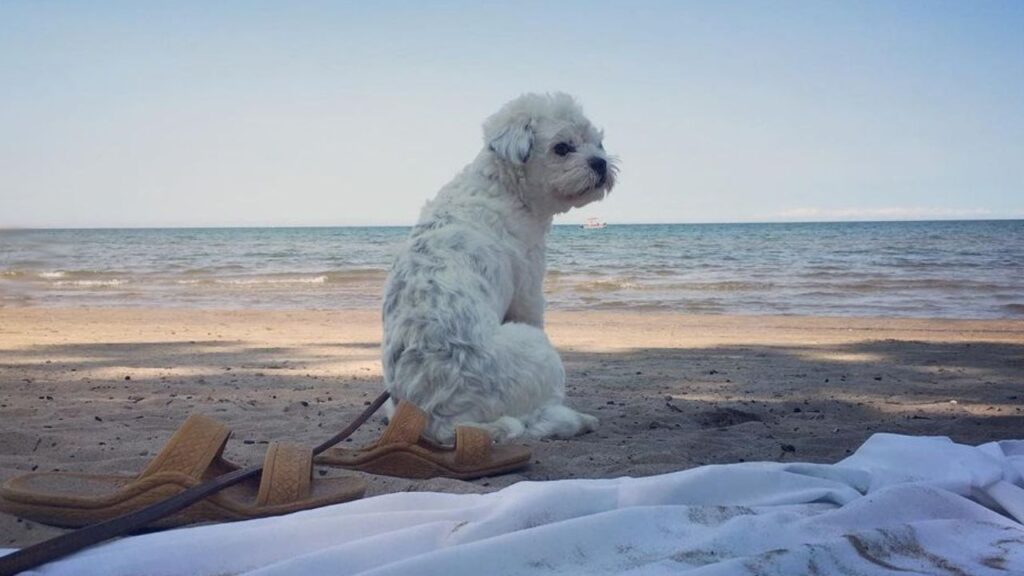 13 Facts About the Bossi Poo – Poodle & Boston Terrier Mix