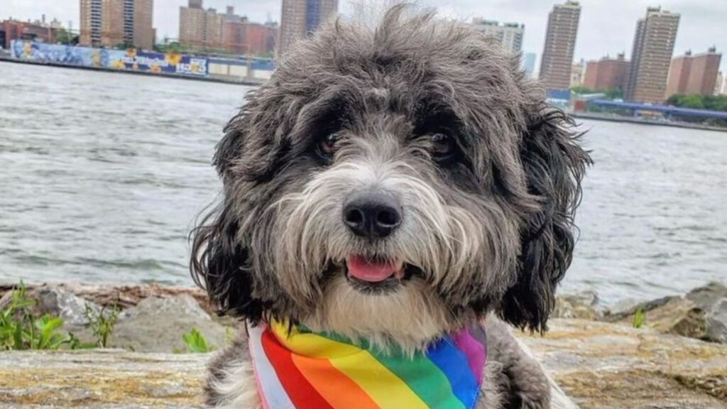 Akipoo – Akita Poodle Mix