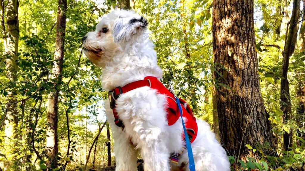 13 Facts About the Bossi Poo – Poodle & Boston Terrier Mix