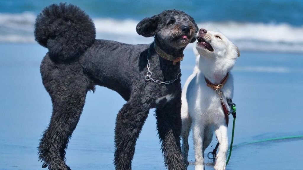 Akipoo – Akita Poodle Mix