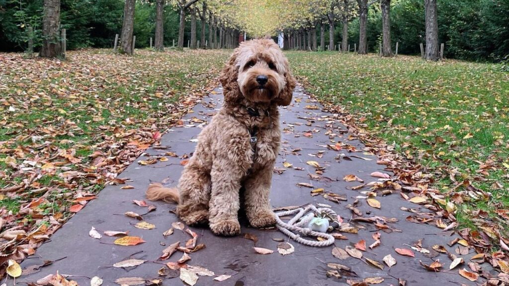 Cockapoo: Cocker Spaniel Poodle Mix