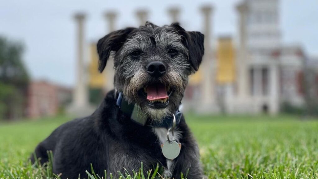 13 Facts About the Bossi Poo – Poodle & Boston Terrier Mix
