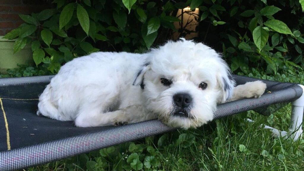 13 Facts About the Bossi Poo – Poodle & Boston Terrier Mix