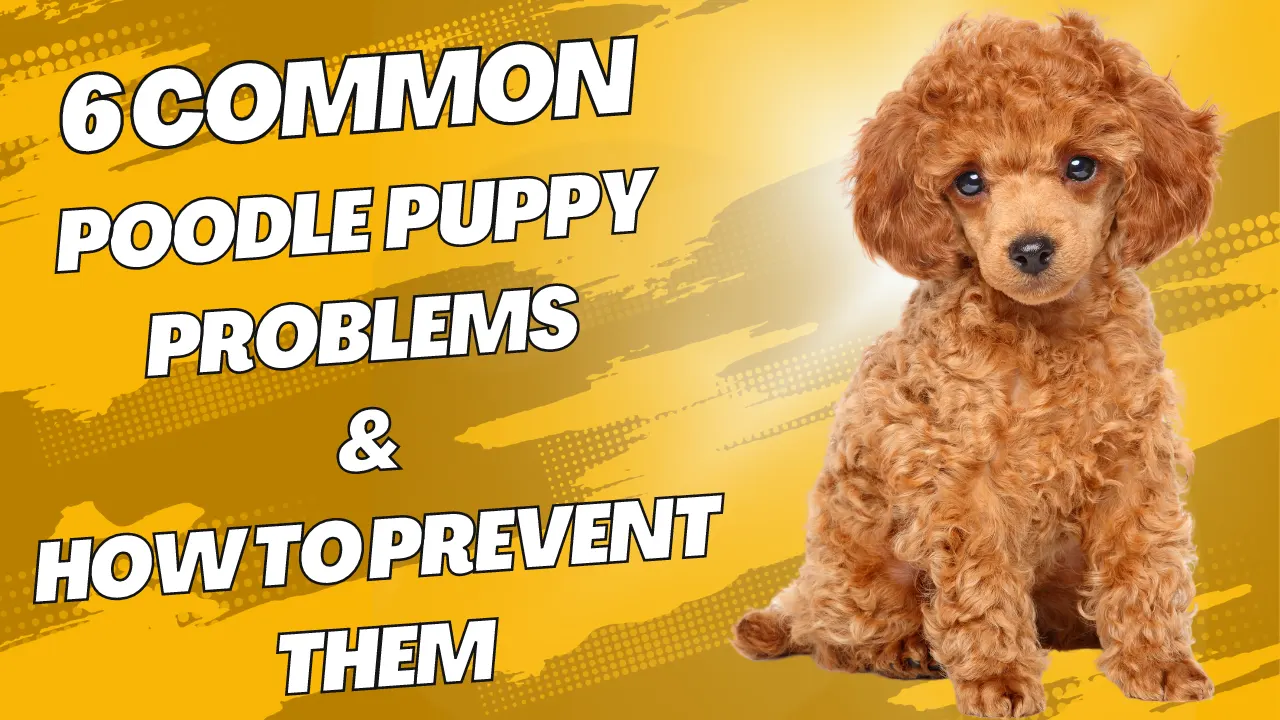 6 Common Poodle Puppy Problems & Prevention Tips