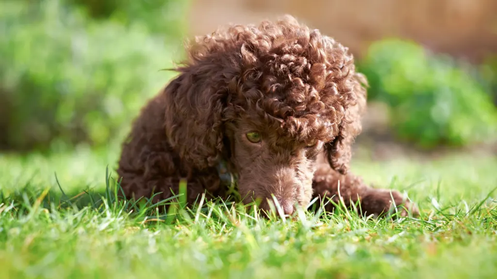 6 Common Poodle Puppy Problems How To Prevent Them