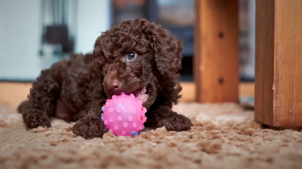 6 Common Poodle Puppy Problems How To Prevent Them