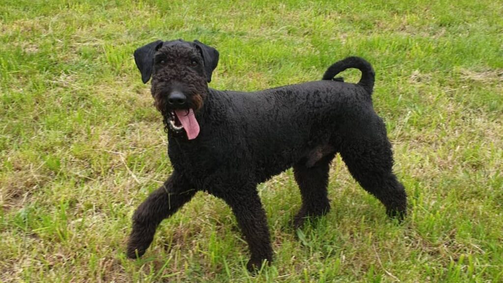 Airedoodle – Airedale Terrier Poodle Mix