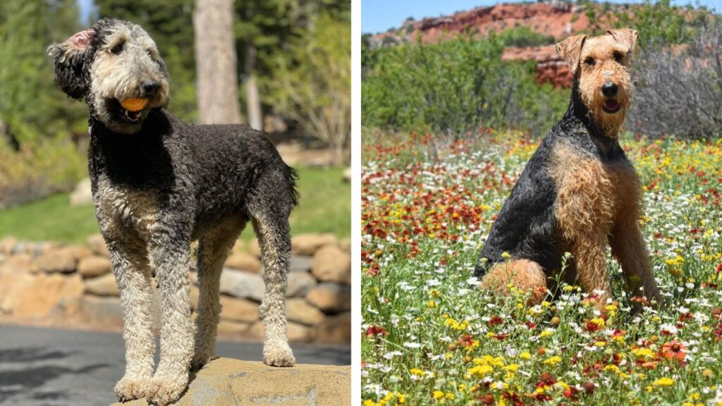 Airedoodle – Airedale Terrier Poodle Mix
