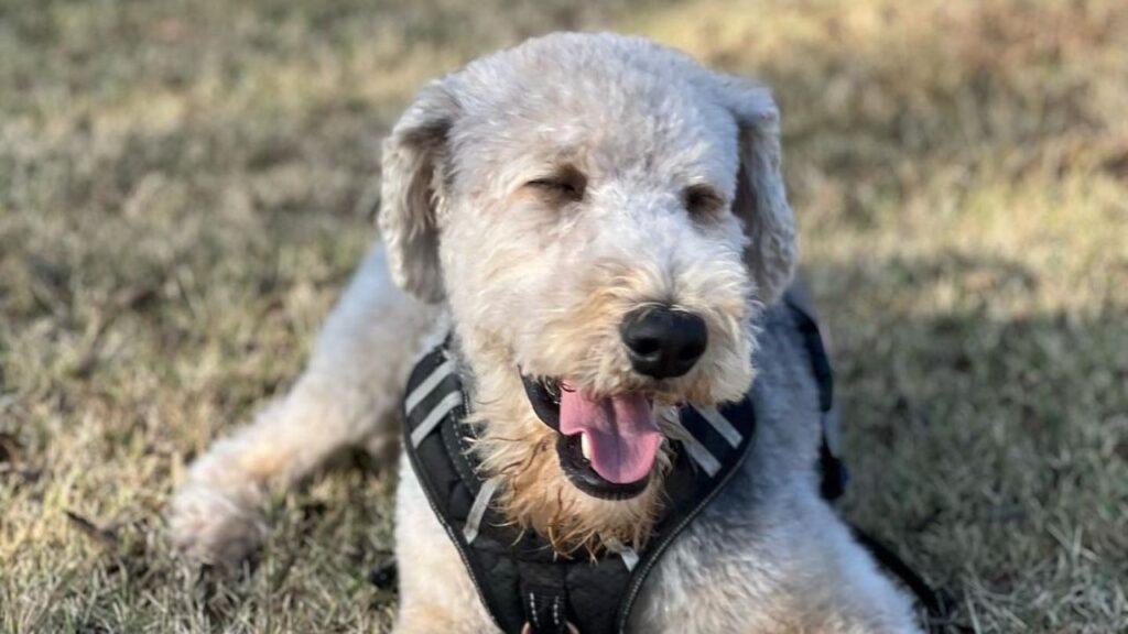 Airedoodle – Airedale Terrier Poodle Mix