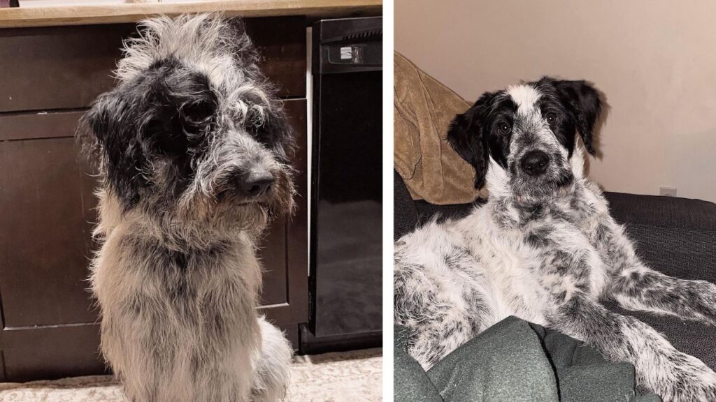 Blue Heeler Australian Cattle Dog Poodle Mix