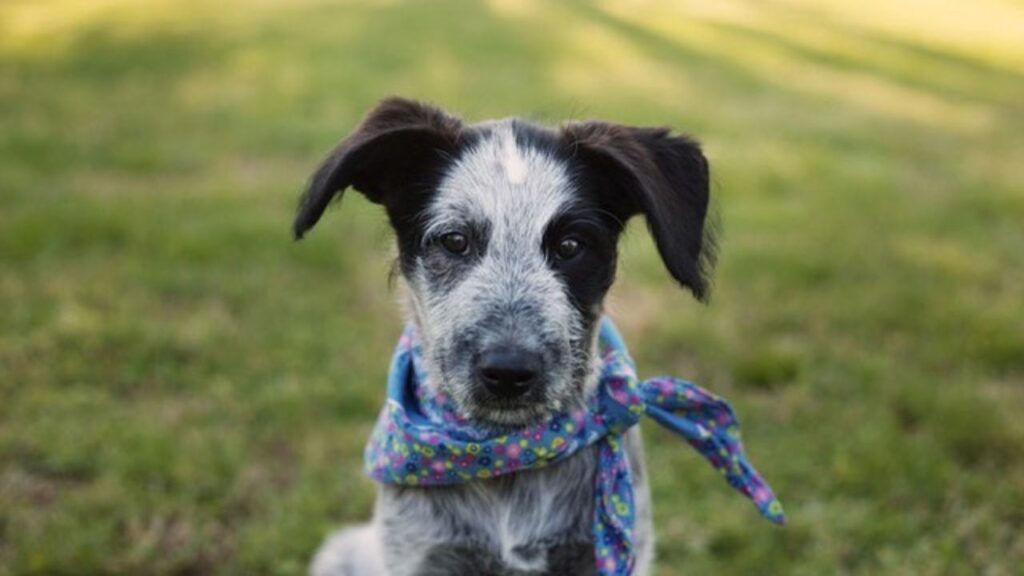 Blue Heeler Australian Cattle Dog Poodle Mix