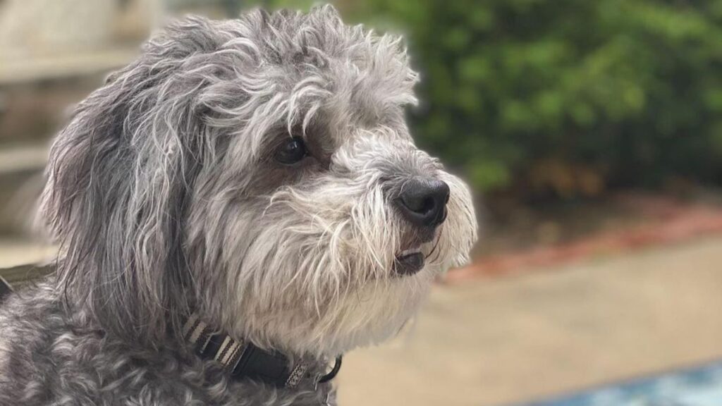 Blue Heeler Australian Cattle Dog Poodle Mix