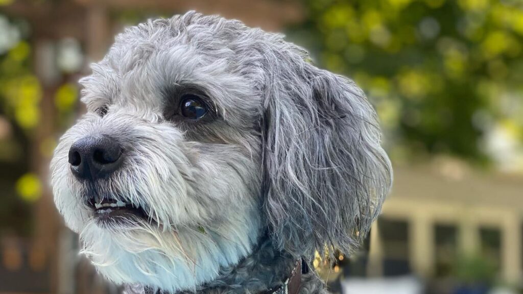 Blue Heeler Australian Cattle Dog Poodle Mix