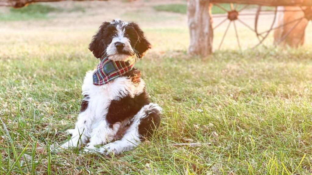 Brittnepoo Brittany Poodle Mix