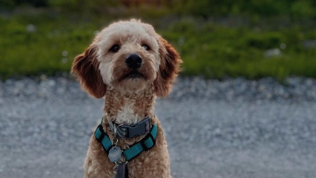 Brittnepoo Brittany Poodle Mix