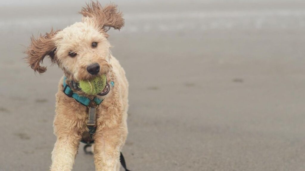 Brittnepoo Brittany Poodle Mix