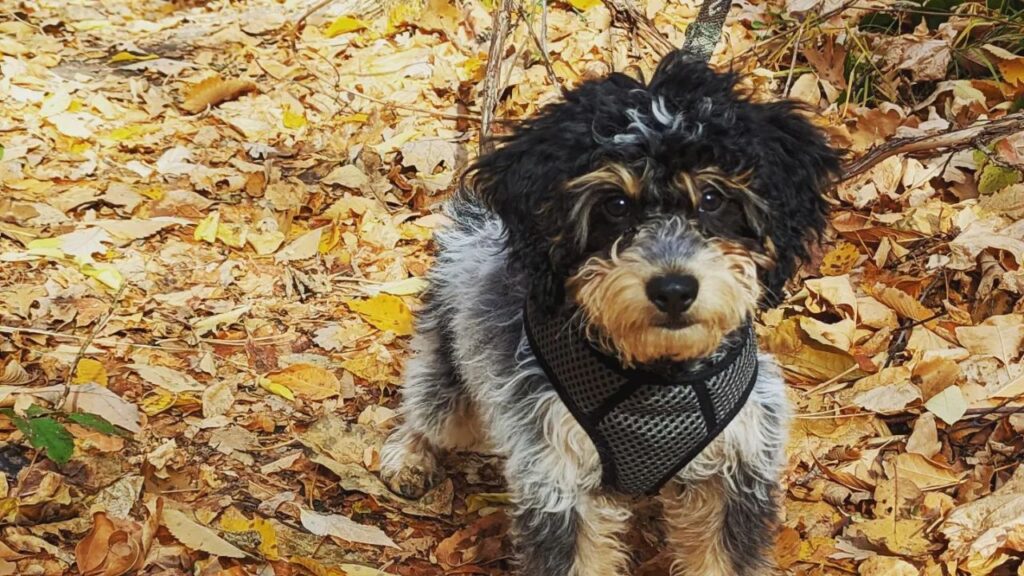 Brittnepoo Brittany Poodle Mix