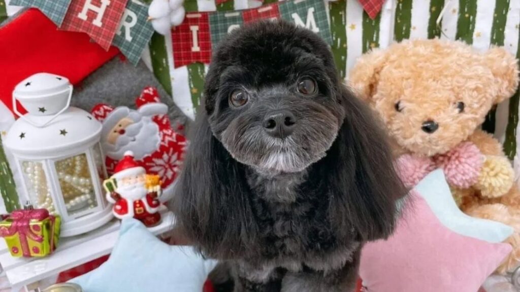 Chipoo Chihuahua Poodle Mix