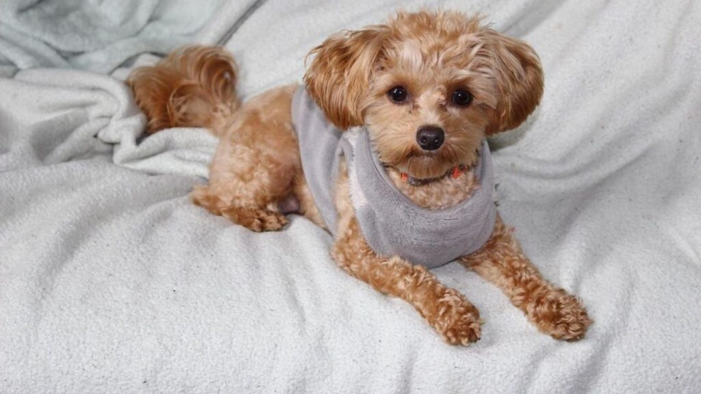 Chipoo Chihuahua Poodle Mix
