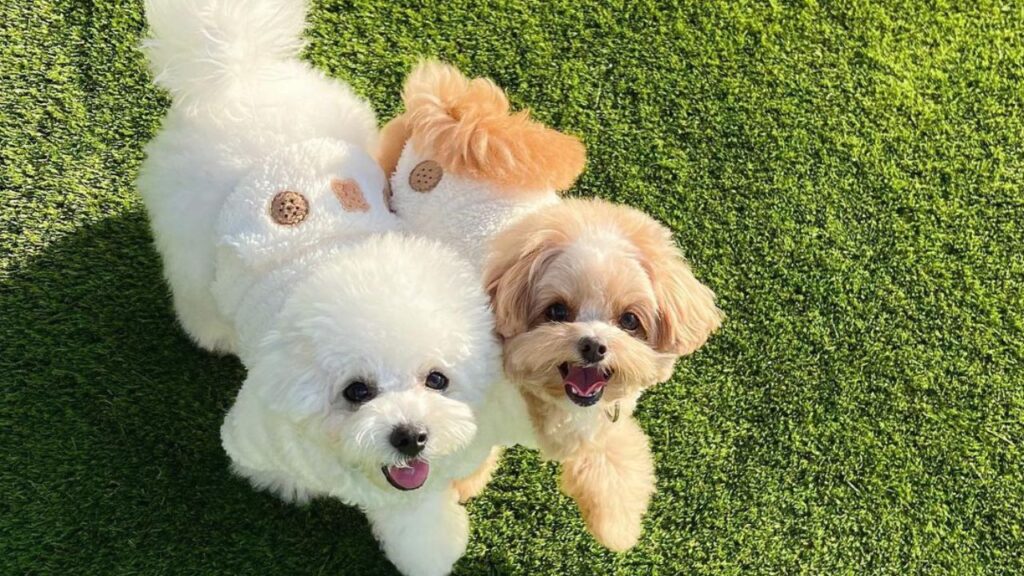 Chipoo Chihuahua Poodle Mix