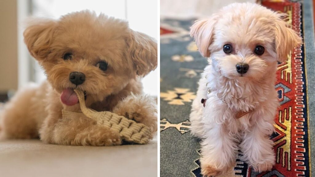 Chipoo Chihuahua Poodle Mix