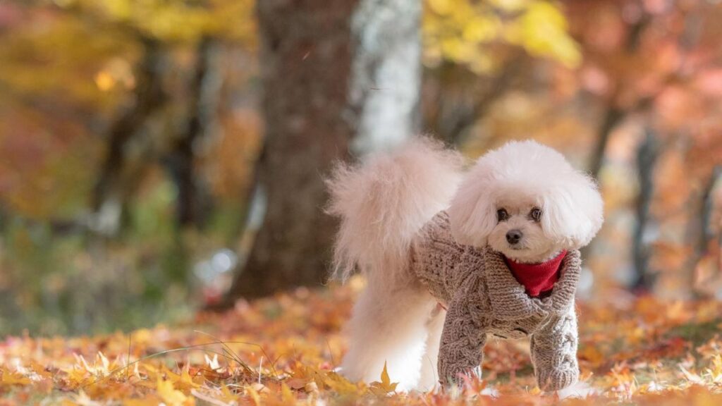 Chipoo Chihuahua Poodle Mix