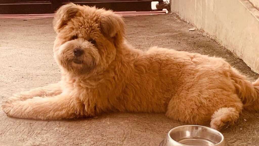 Chow Doodle Chow Chow Poodle Mix