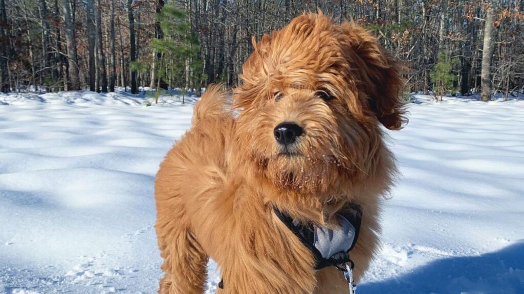 Chow Doodle Chow Chow Poodle Mix