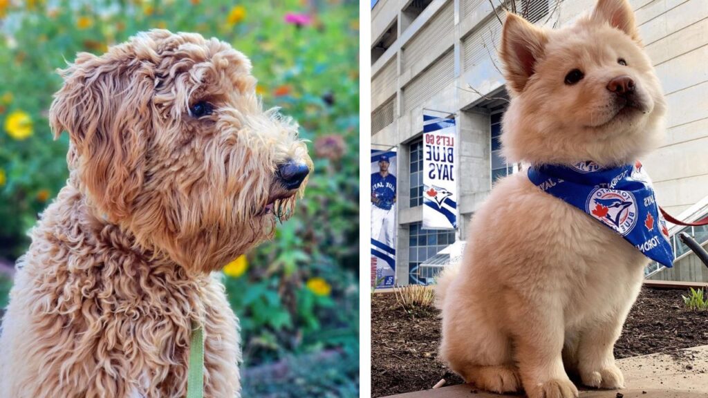 Chow Doodle Chow Chow Poodle Mix