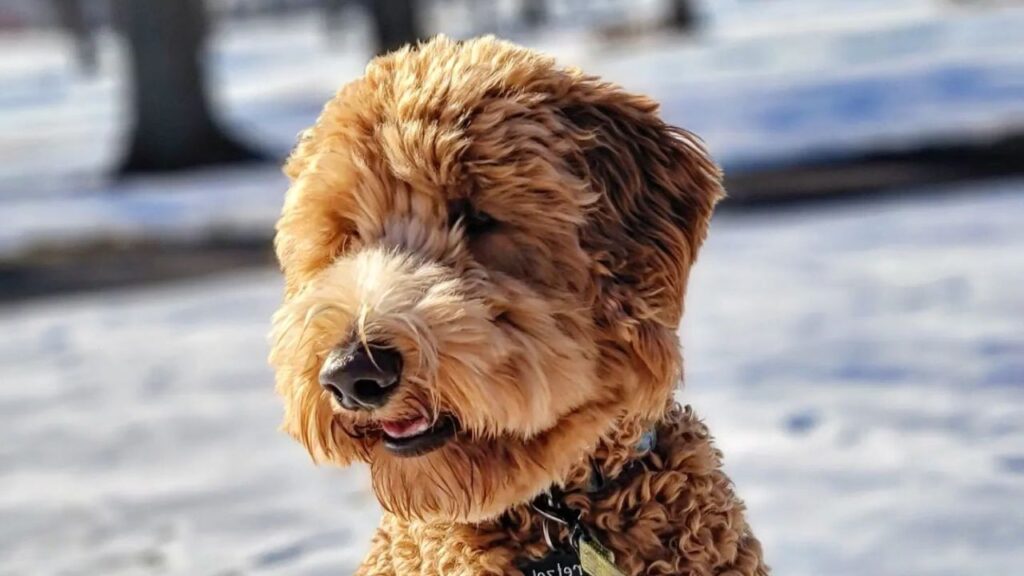 Chow Doodle Chow Chow Poodle Mix