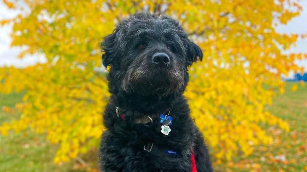 Chow Doodle Chow Chow Poodle Mix